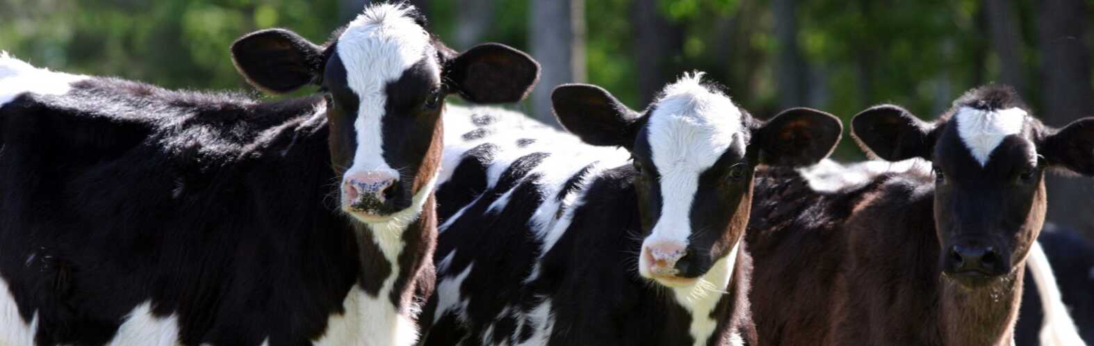 Insurance Coverages to Protect Your Dairy Farm